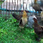 Chester-County-Farm-Animals-Chickens (1)