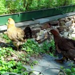 Chester-County-Farm-Animals-Chickens (2)