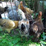 Chester-County-Farm-Animals-Chickens (3)