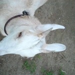 Chester-County-Farm-Animals-Goat (2)