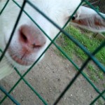 Chester-County-Farm-Animals-Goat (4)