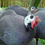 Chester-County-Farm-Animals-Turkey