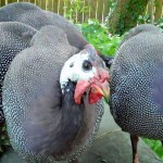 Chester-County-Farm-Animals-Turkey (2)