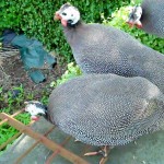 Chester-County-Farm-Animals-Turkey (3)